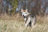 ALASKAN MALAMUTE 852